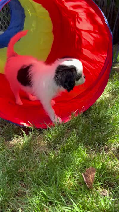 Spot , a male Cavalier King Charles Spaniel and Japanese Chin for sale in Portland, OR – 8 of 9