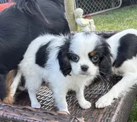 Spot , a male Cavalier King Charles Spaniel and Japanese Chin for sale in Portland, OR – 5 of 9