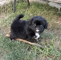 Yowie , a male Cavalier King Charles Spaniel and Japanese Chin for sale in Portland, OR – 2 of 7
