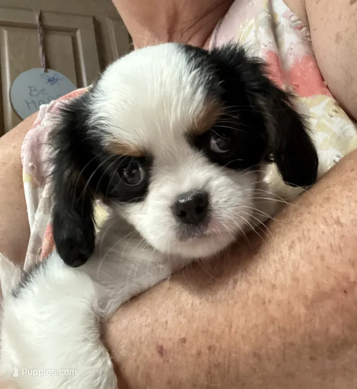 Ringo – Cavalier King Charles Spaniel, Japanese Chin puppy for sale in Portland, OR