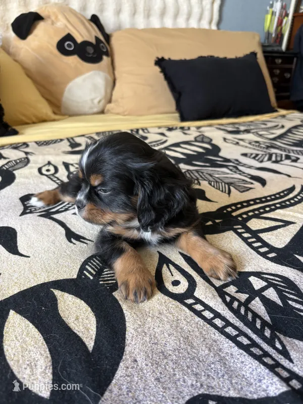 Licorice – Japanese Chin puppy for sale in Portland, OR