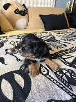 Licorice, a male Japanese Chin for sale in Portland, OR – 1 of 4