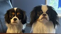 Mr Fluffy Pants , a male Japanese Chin for sale in Portland, OR – 3 of 5
