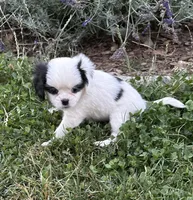Puff, a female Cavalier King Charles Spaniel and Japanese Chin for sale in Portland, OR – 4 of 8
