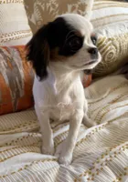 Bandit, a male Cavalier King Charles Spaniel and Japanese Chin for sale in Portland, OR – 4 of 8