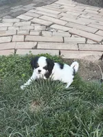 Isabel, a female Cavalier King Charles Spaniel and Japanese Chin for sale in Portland, OR – 3 of 5