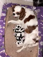 Ringo, a male Cavalier King Charles Spaniel and Japanese Chin for sale in Portland, OR – 5 of 7
