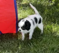 Spot , a male Cavalier King Charles Spaniel and Japanese Chin for sale in Portland, OR – 3 of 9