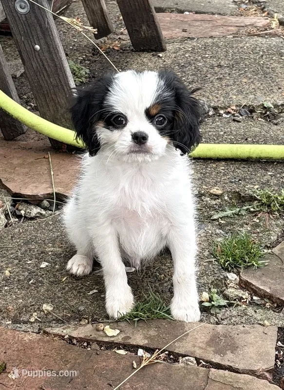Spot  – Cavalier King Charles Spaniel, Japanese Chin puppy for sale in Portland, OR