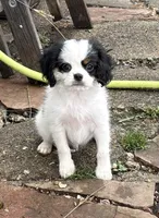 Spot , a male Cavalier King Charles Spaniel and Japanese Chin for sale in Portland, OR – 2 of 7