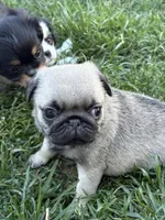 Sweet pea , a male Pug for sale in Portland, OR – 5 of 7