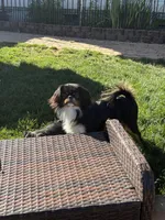 Licorice, a male Japanese Chin for sale in Portland, OR – 4 of 4