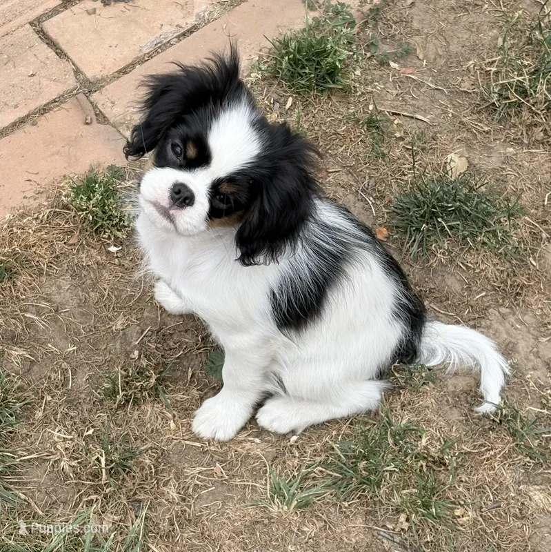 Ringo – Cavalier King Charles Spaniel, Japanese Chin puppy for sale in Portland, OR