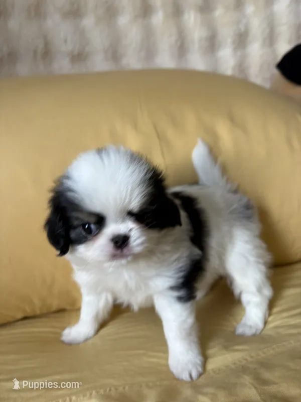 Mr Fluffy Pants  – Japanese Chin puppy for sale in Portland, OR