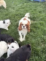 Cupcake , a female Cavalier King Charles Spaniel and Japanese Chin for sale in Portland, OR – 8 of 8