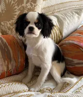 Bandit, a male Cavalier King Charles Spaniel and Japanese Chin for sale in Portland, OR – 1 of 8