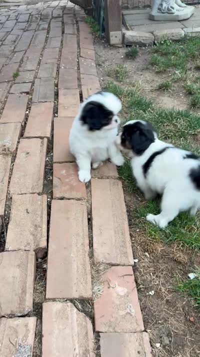 WWF, a male Cavalier King Charles Spaniel and Japanese Chin for sale in Portland, OR – 6 of 7