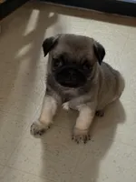Sweet pea , a male Pug for sale in Portland, OR – 1 of 7