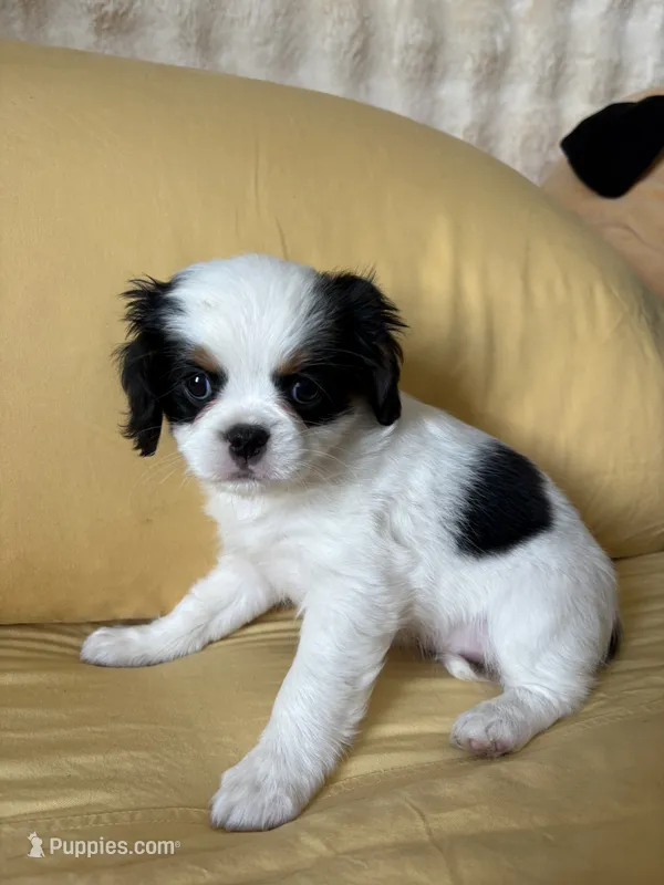 Isabel – Cavalier King Charles Spaniel, Japanese Chin puppy for sale in Portland, OR