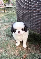 Yeti , a male Cavalier King Charles Spaniel and Japanese Chin for sale in Portland, OR – 3 of 7
