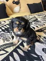 Licorice, a male Japanese Chin for sale in Portland, OR – 2 of 4
