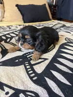 S’mores, a female Japanese Chin for sale in Portland, OR – 3 of 6