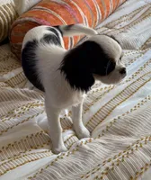 Bandit, a male Cavalier King Charles Spaniel and Japanese Chin for sale in Portland, OR – 6 of 8