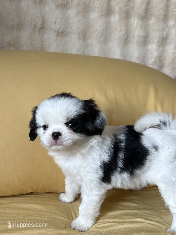 Cupcake  – Cavalier King Charles Spaniel, Japanese Chin puppy for sale in Portland, OR