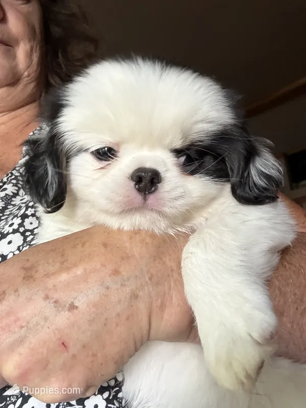 Twinkie – Cavalier King Charles Spaniel, Japanese Chin puppy for sale in Portland, OR