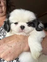 Twinkie, a male Cavalier King Charles Spaniel and Japanese Chin for sale in Portland, OR – 1 of 9