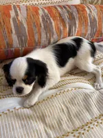 Bandit, a male Cavalier King Charles Spaniel and Japanese Chin for sale in Portland, OR – 3 of 8