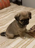 Mochi , a male Cavalier King Charles Spaniel and Pug for sale in Portland, OR – 5 of 7