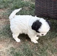 Yeti , a male Cavalier King Charles Spaniel and Japanese Chin for sale in Portland, OR – 2 of 7