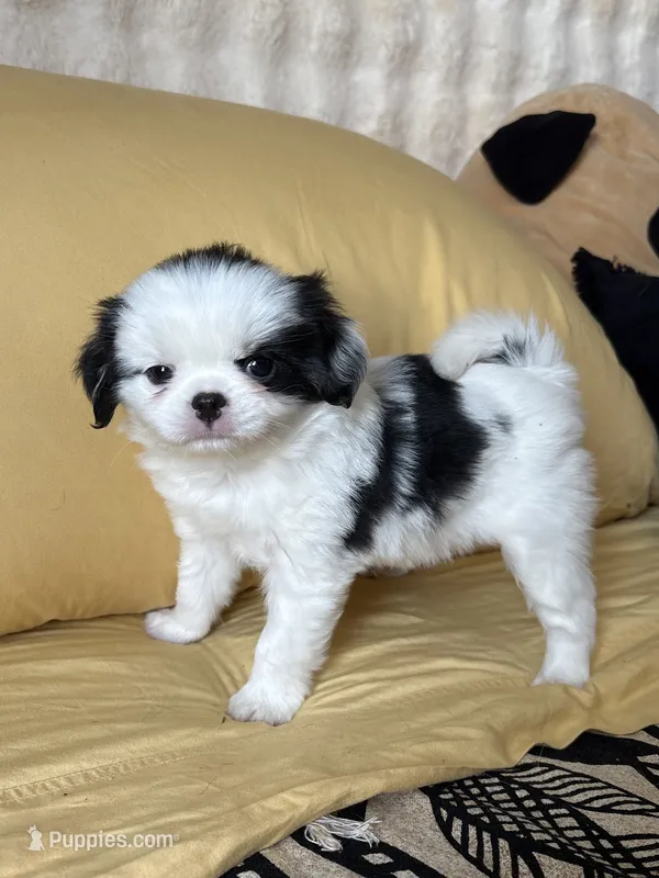 Twinkie – Japanese Chin puppy for sale in Portland, OR