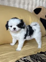 Twinkie, a male Japanese Chin for sale in Portland, OR – 1 of 7