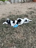 Ringo, a male Cavalier King Charles Spaniel and Japanese Chin for sale in Portland, OR – 5 of 9