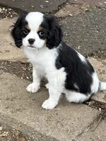 Ringo, a male Cavalier King Charles Spaniel and Japanese Chin for sale in Portland, OR – 3 of 9
