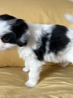 Twinkie, a male Japanese Chin for sale in Portland, OR – 7 of 7