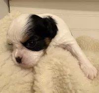 Cupcake , a female Cavalier King Charles Spaniel and Japanese Chin for sale in Portland, OR – 1 of 8