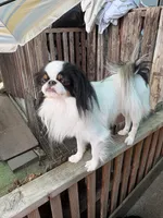 Twinkie, a male Cavalier King Charles Spaniel and Japanese Chin for sale in Portland, OR – 3 of 9