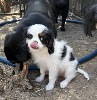 Spot , a male Cavalier King Charles Spaniel and Japanese Chin for sale in Portland, OR – 4 of 9