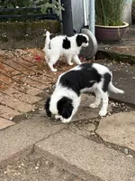 Ringo, a male Cavalier King Charles Spaniel and Japanese Chin for sale in Portland, OR – 4 of 9