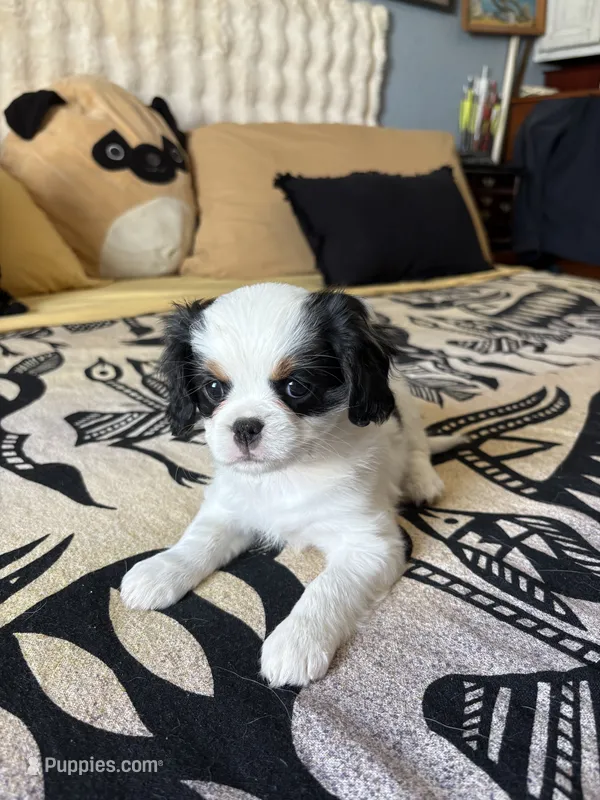 Isabel – Cavalier King Charles Spaniel, Japanese Chin puppy for sale in Portland, OR