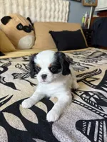 Isabel, a female Cavalier King Charles Spaniel and Japanese Chin for sale in Portland, OR – 2 of 5