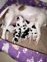 Cupcake , a female Cavalier King Charles Spaniel and Japanese Chin for sale in Portland, OR – 5 of 8