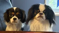 WWF, a male Cavalier King Charles Spaniel and Japanese Chin for sale in Portland, OR – 5 of 7
