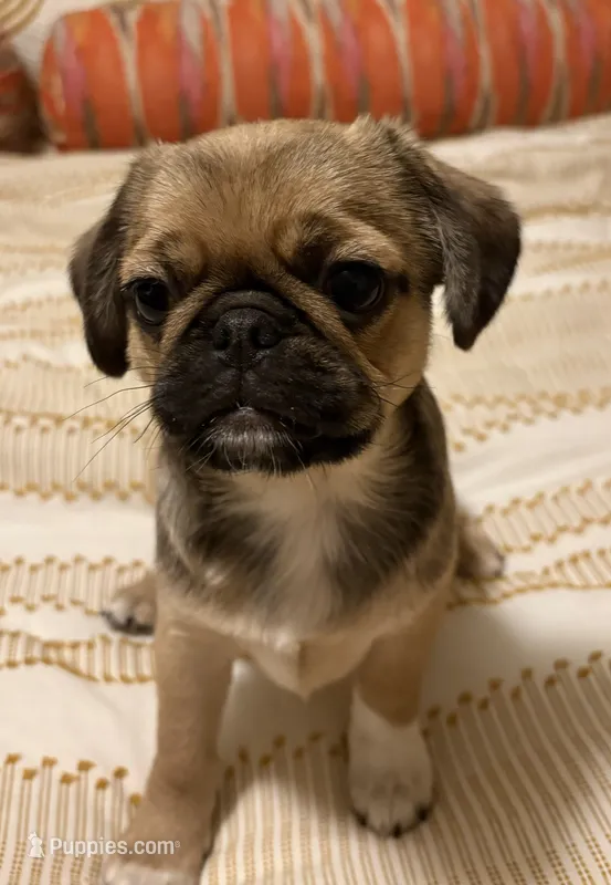 Mochi  – Cavalier King Charles Spaniel, Pug puppy for sale in Portland, OR