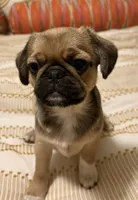 Mochi , a male Cavalier King Charles Spaniel and Pug for sale in Portland, OR – 1 of 7