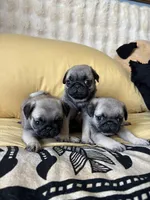 Sweet pea , a male Pug for sale in Portland, OR – 6 of 7