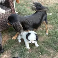 Yeti , a male Cavalier King Charles Spaniel and Japanese Chin for sale in Portland, OR – 4 of 7
